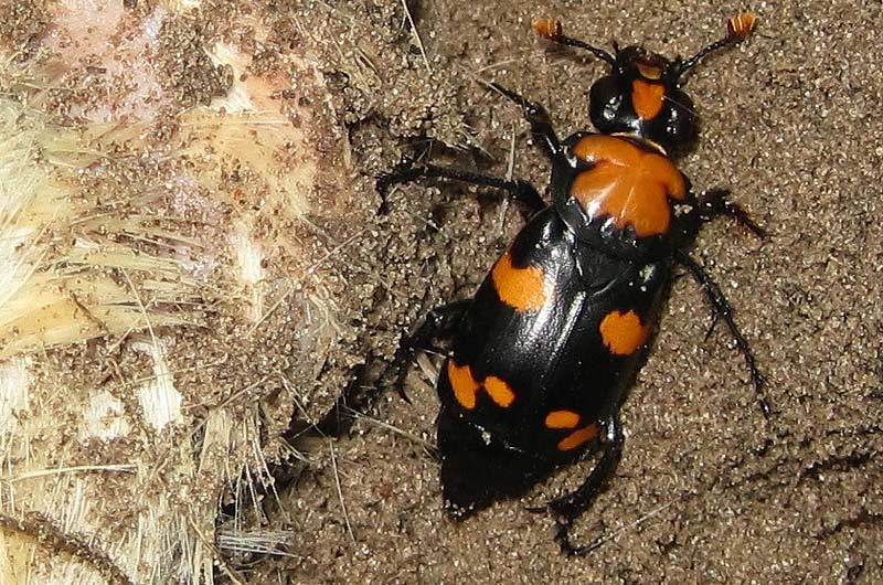 A closeup of an American burying beetle in dirt.
