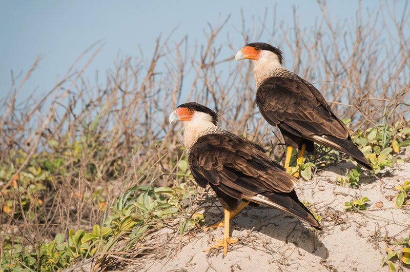 A pair of crested caracaras on a small sand mound with vegetation.