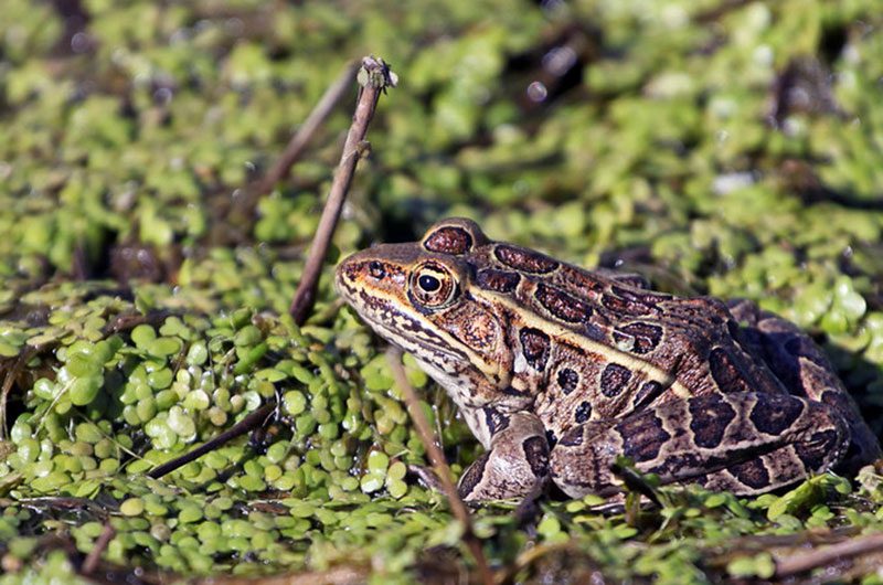 A northern leopard frog rests at the surface of water on aquatic vegetation.