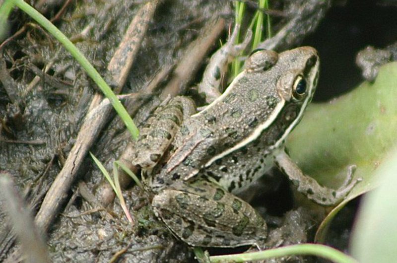 A plains leopard frog among muddy grasses and vegetation.