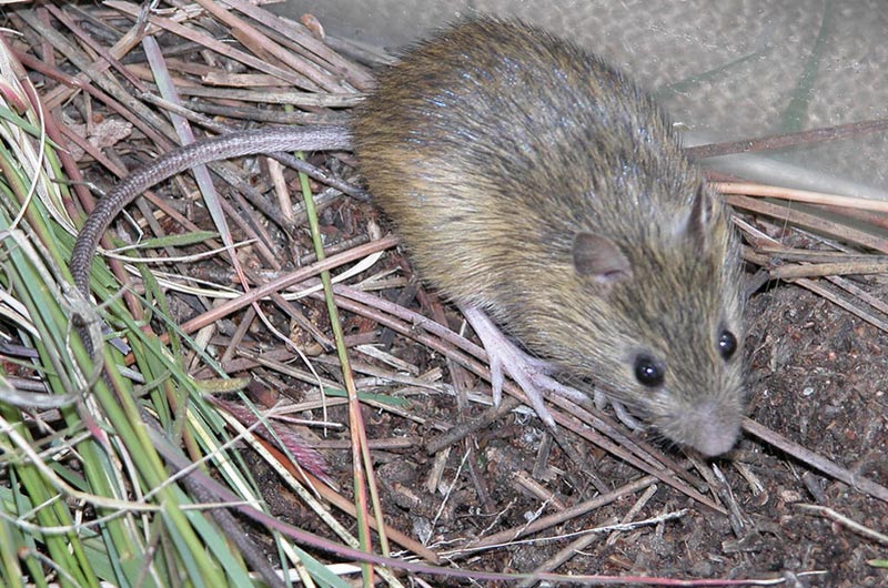 A Prebles meadow jumping mouse on dried grass and soil.