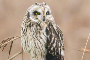 A short-eared owl.