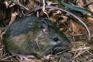 A western jumping mouse