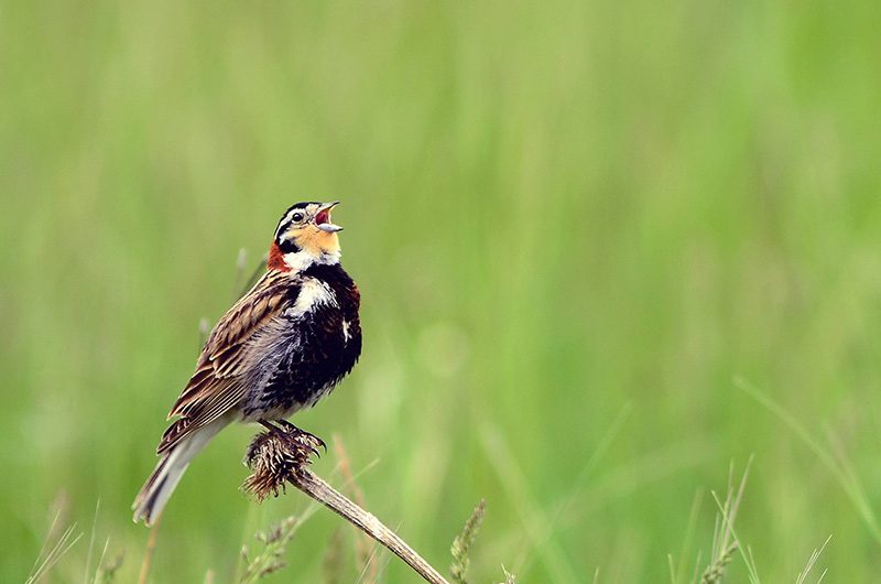 Chestnut-collared longspur (male)