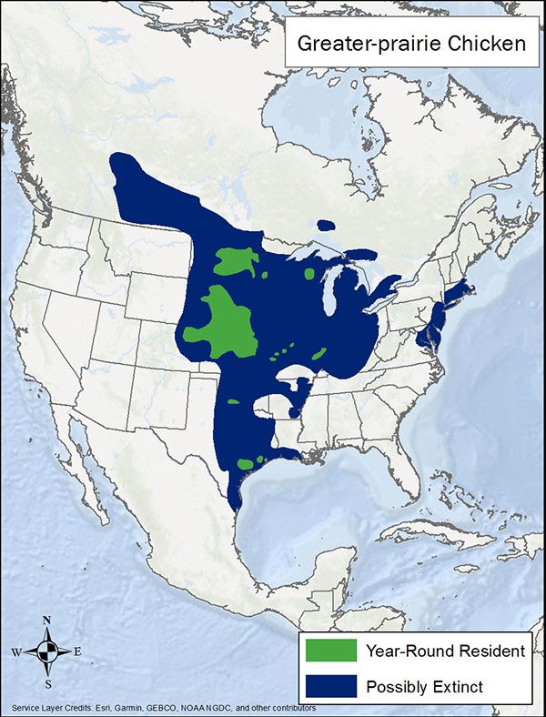 Greater-prairie chicken range map. Historic range through the Great Plains from Alberta, Canada to south Texas, and east through the mid-west and on the east coast in the U.S.. Current range includes North Dakota, South Dakota, Nebraska and some isolated populations in the mid-west and south to Texas.