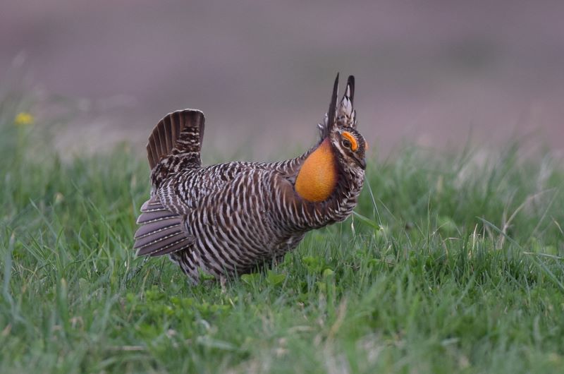 A Greater Prairie-Chicken with inflated air sac stands among green grasses.