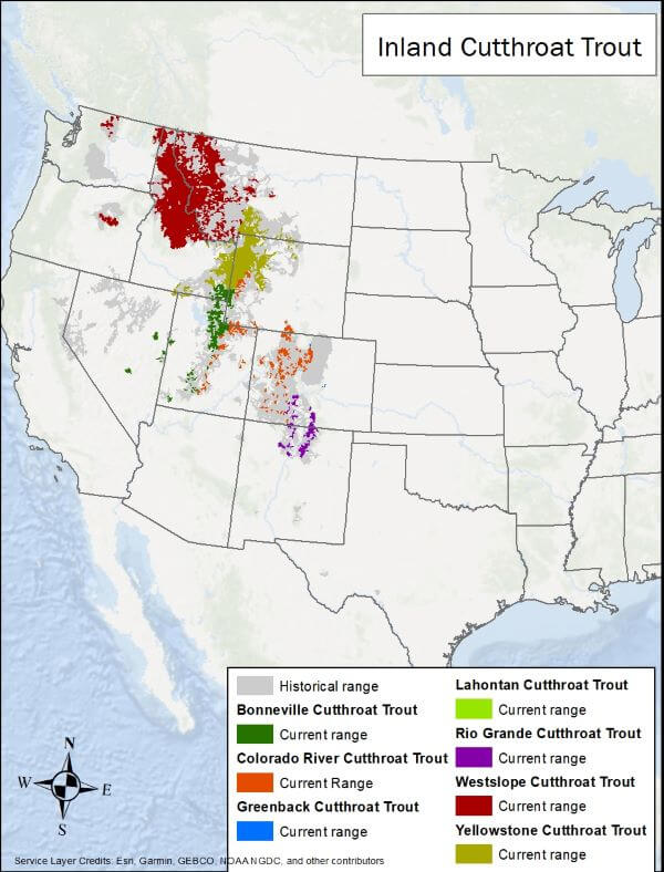Cutthroat trout range map. The range of various species is across the western US.