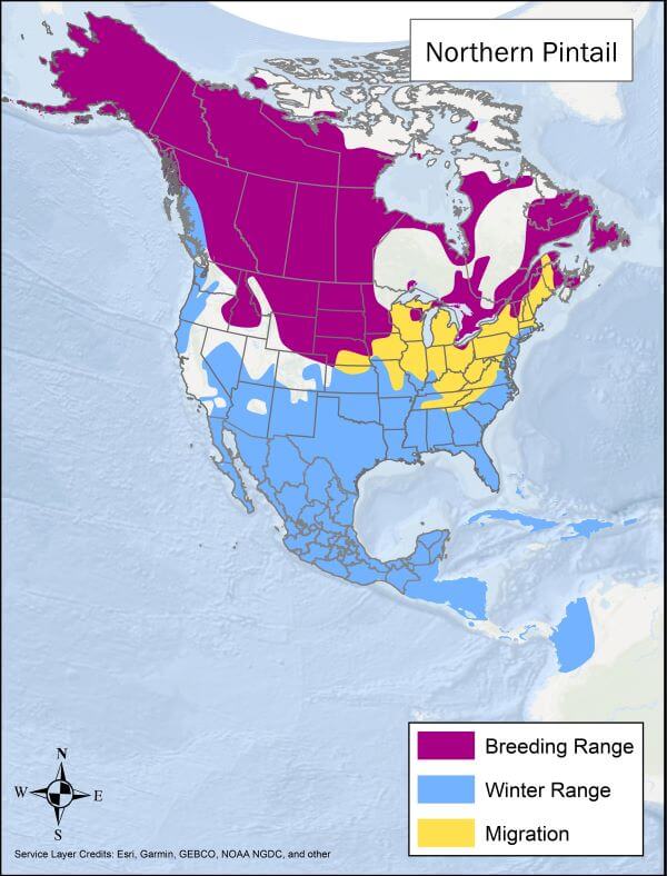 Northern pintail range map. Breeding range is Canada and northern US, migration range is northeastern and midwest US, and winter range is coastal North America, southern US, and Mexico into South America.