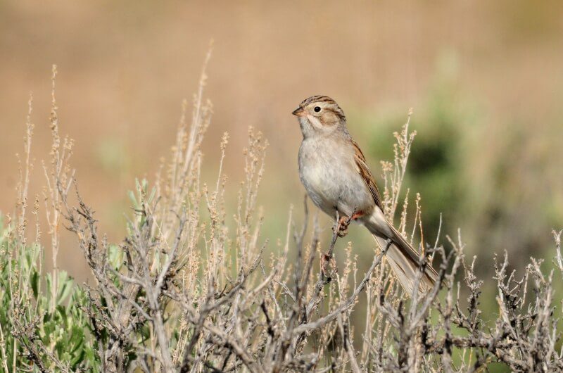 Brewer's sparrow perched on sagebrush