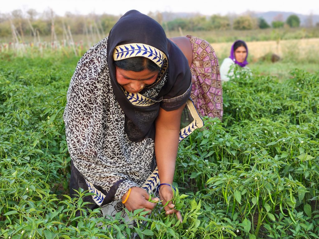 Farming women picking peppers in India