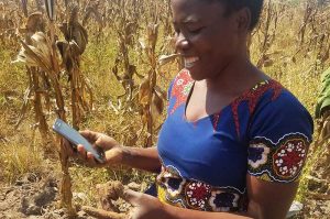 A woman in Tanzania using the LandPKS mobile app in a corn field