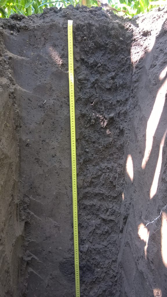 A tape measure descends in to a pit in dark soil
