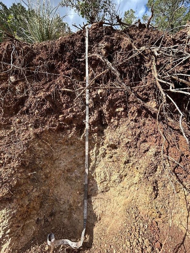 a soil pit that quickly transitions from a dark organic layer to a light sandy layer