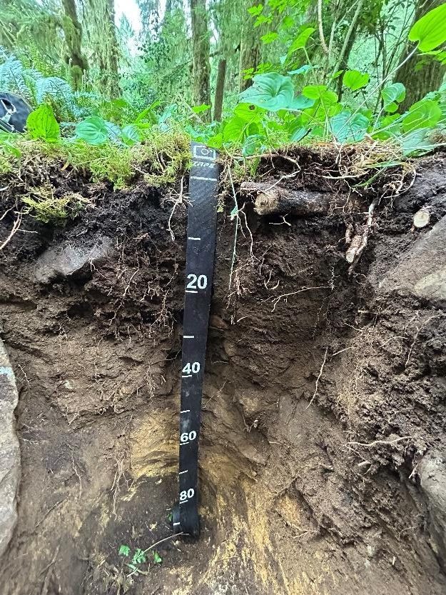 A soil profile that shows clear distinctions between different depths in the pit.